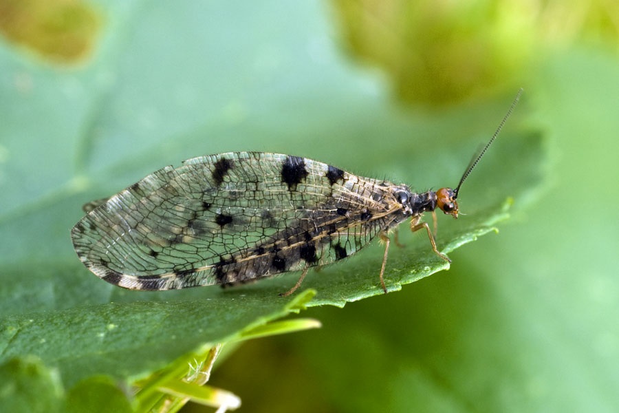 Osmylus fulvicephalus