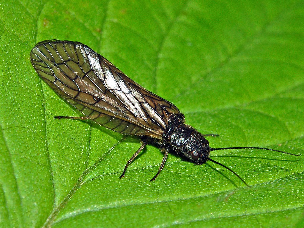 Sialis lutaria